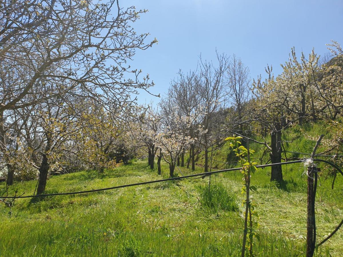 ホテル Oasi Del Benessere Ilbono エクステリア 写真