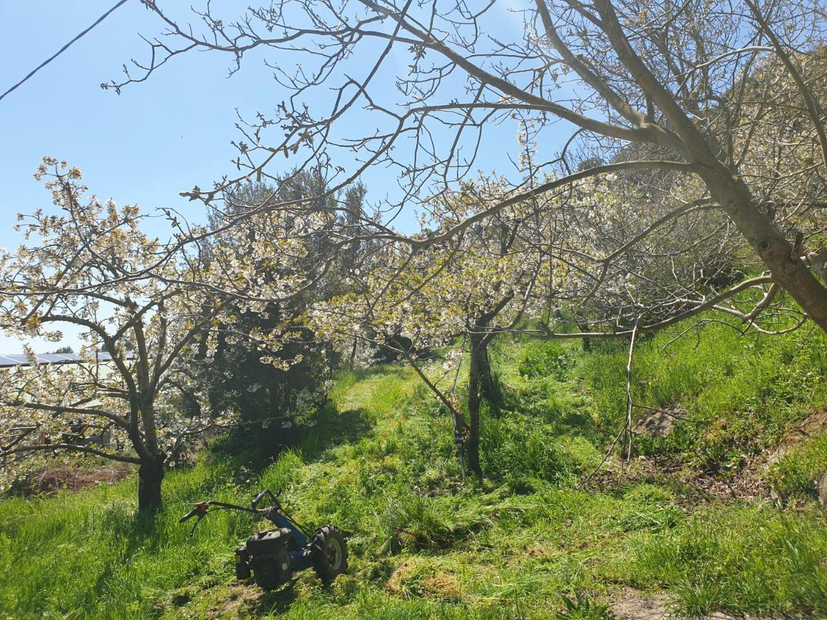 ホテル Oasi Del Benessere Ilbono エクステリア 写真